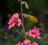 Clarkia unguiculata. Часть побега с цветками и бутонами. Пермский край, пос. Юго-Камский, в озеленении. 8 августа 2018 г.