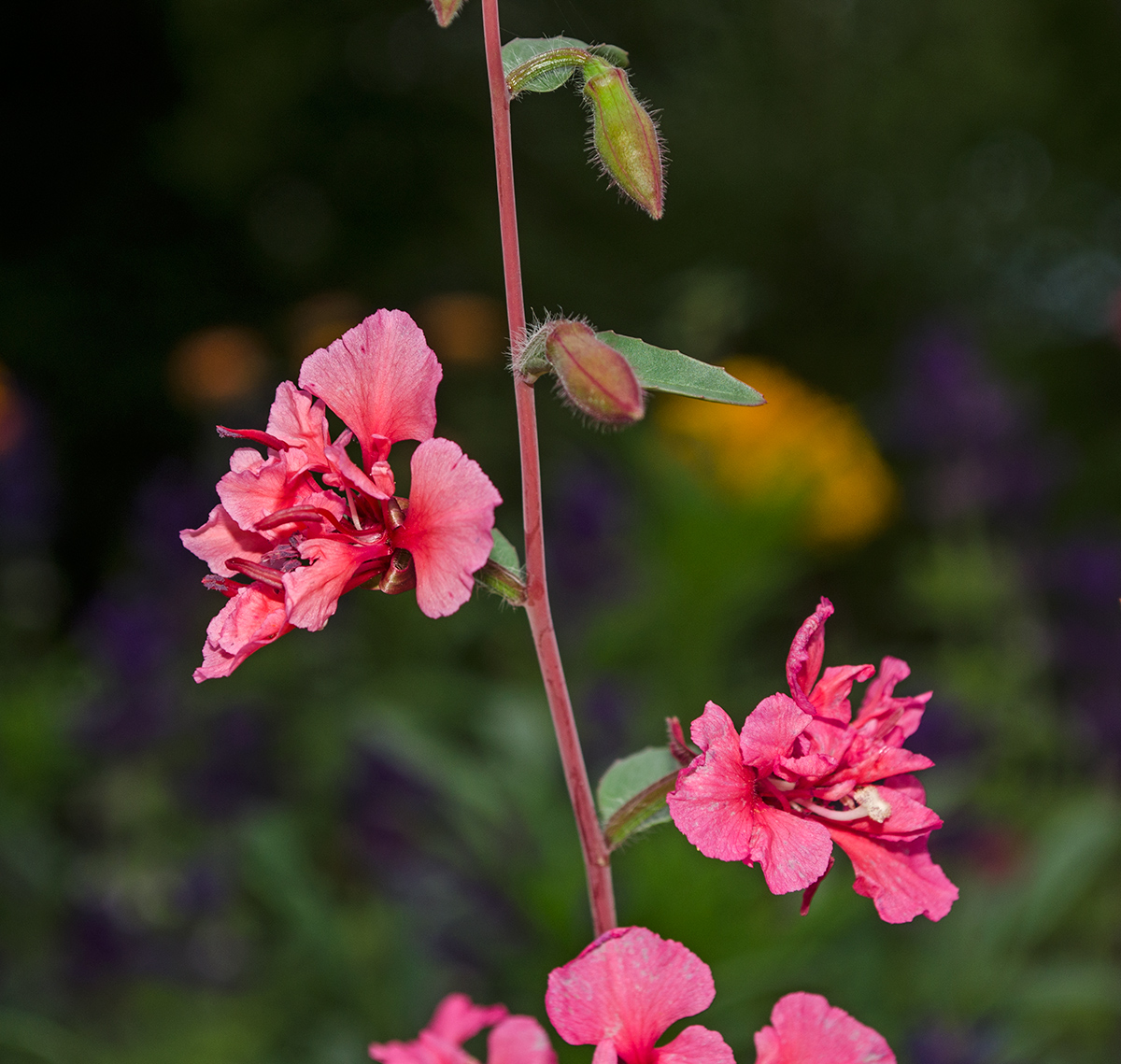 Изображение особи Clarkia unguiculata.