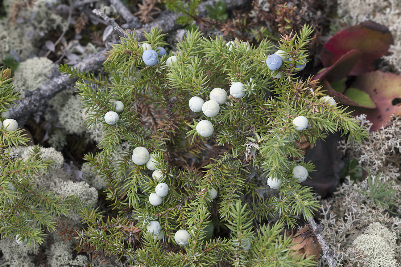 Image of Juniperus sibirica specimen.