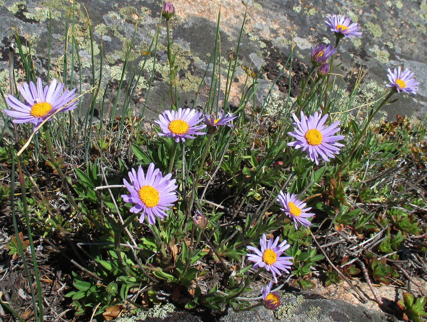 Изображение особи Aster alpinus.