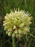 Allium victorialis