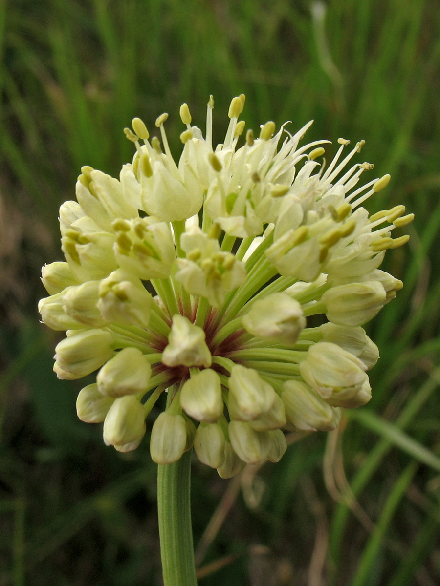 Image of Allium victorialis specimen.