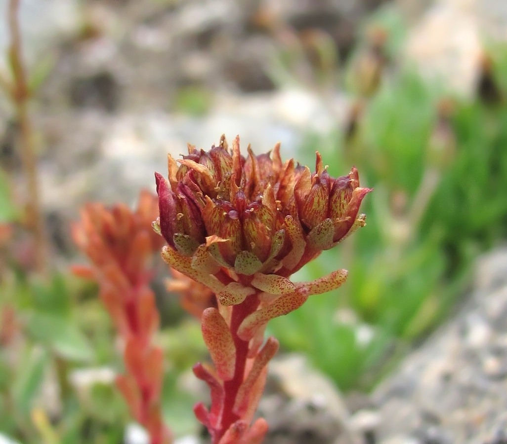 Image of Sedum tenellum specimen.