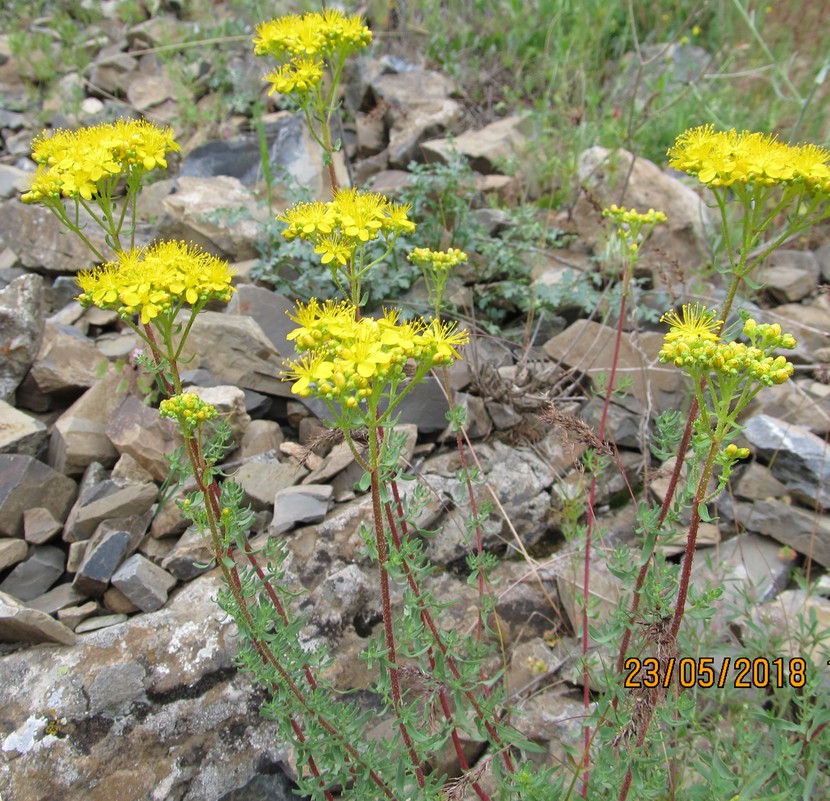 Image of Hypericum scabrum specimen.