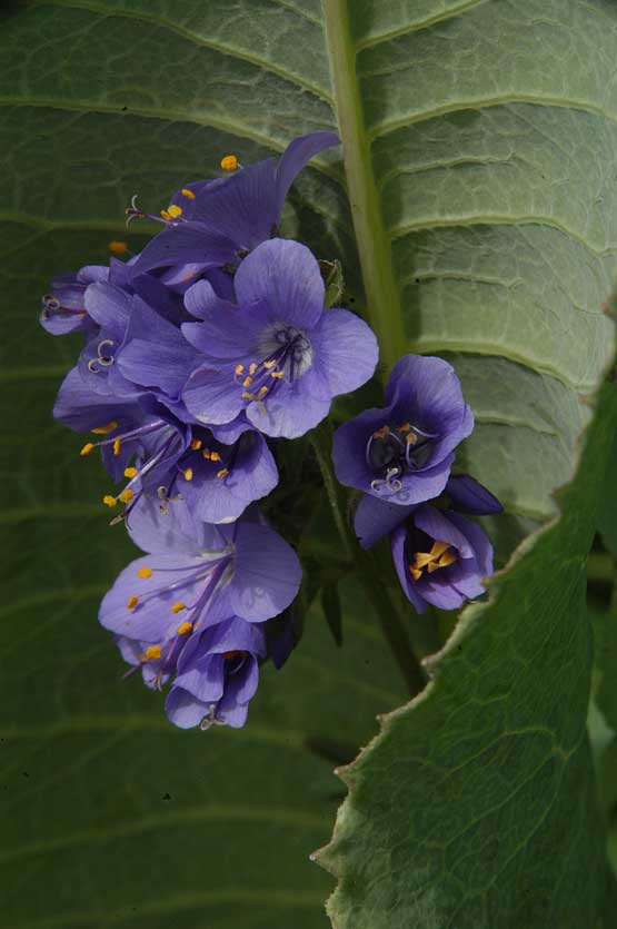 Изображение особи Polemonium caucasicum.