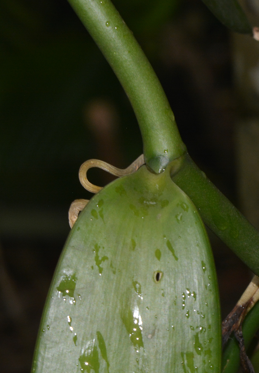 Изображение особи Vanilla planifolia.