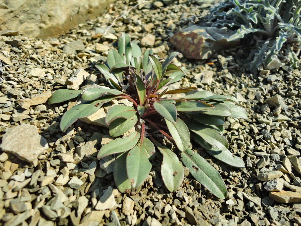 Image of Paracaryum turcomanicum specimen.