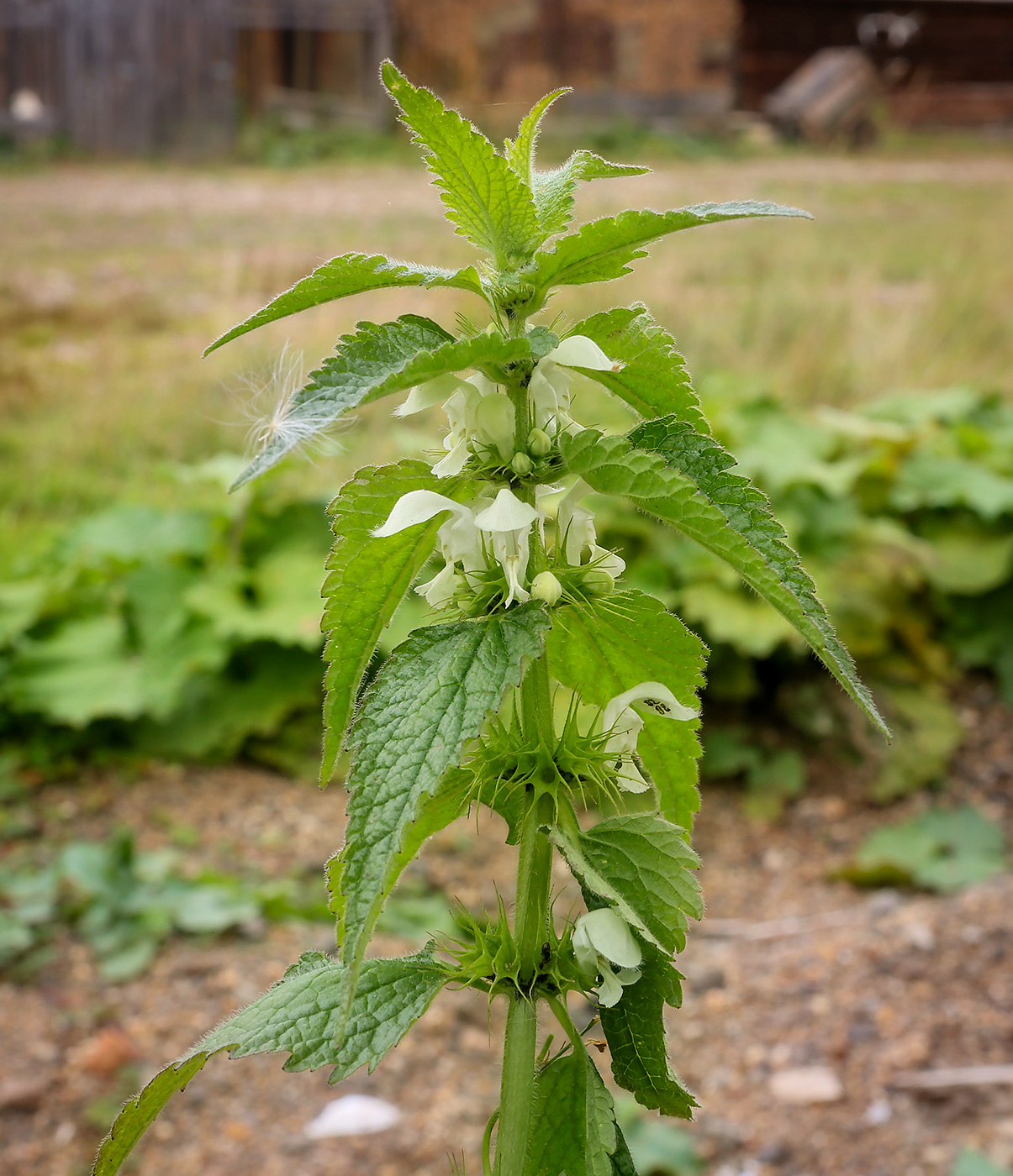 Image of Lamium album specimen.