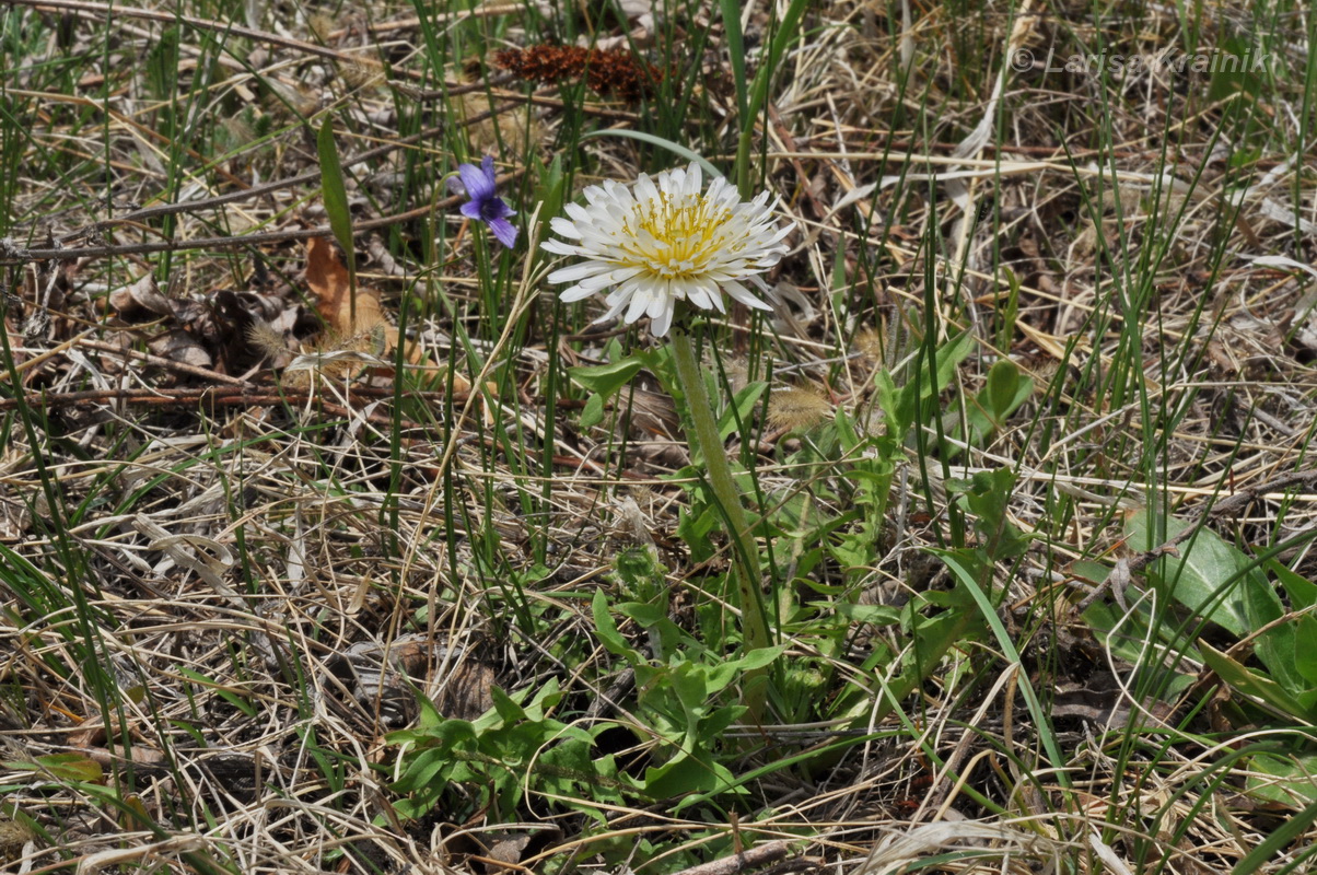 Изображение особи Taraxacum coreanum.