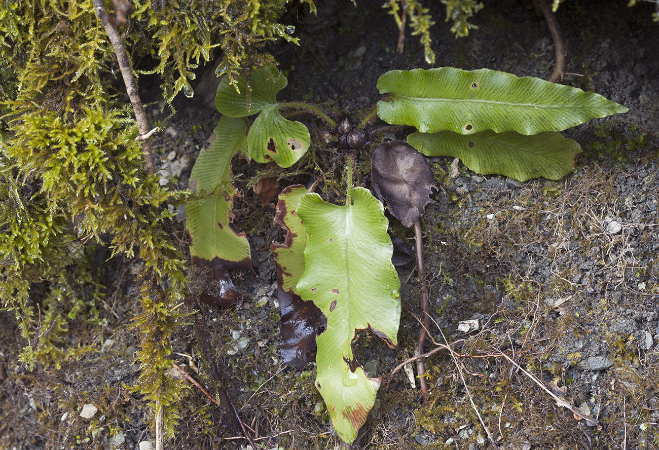 Image of Phyllitis scolopendrium specimen.