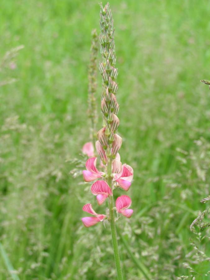 Image of Onobrychis arenaria specimen.