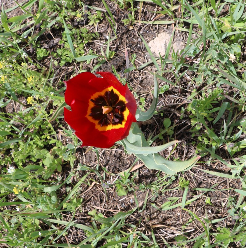 Image of Tulipa julia specimen.