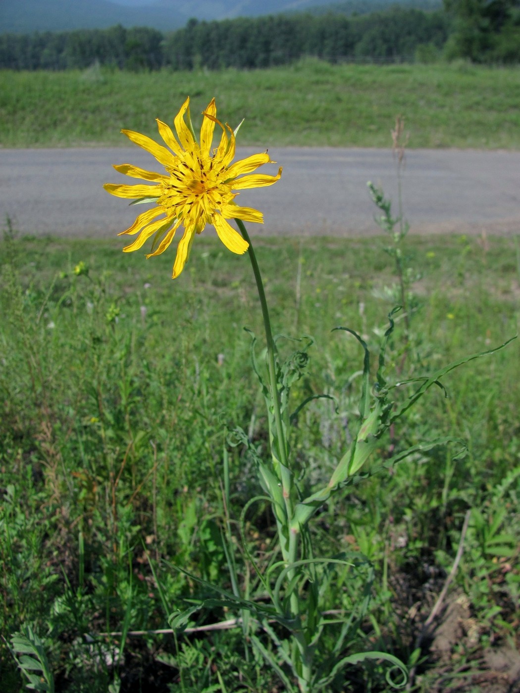 Image of Tragopogon orientalis specimen.