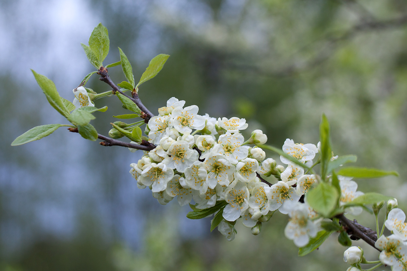 Image of Prunus domestica specimen.