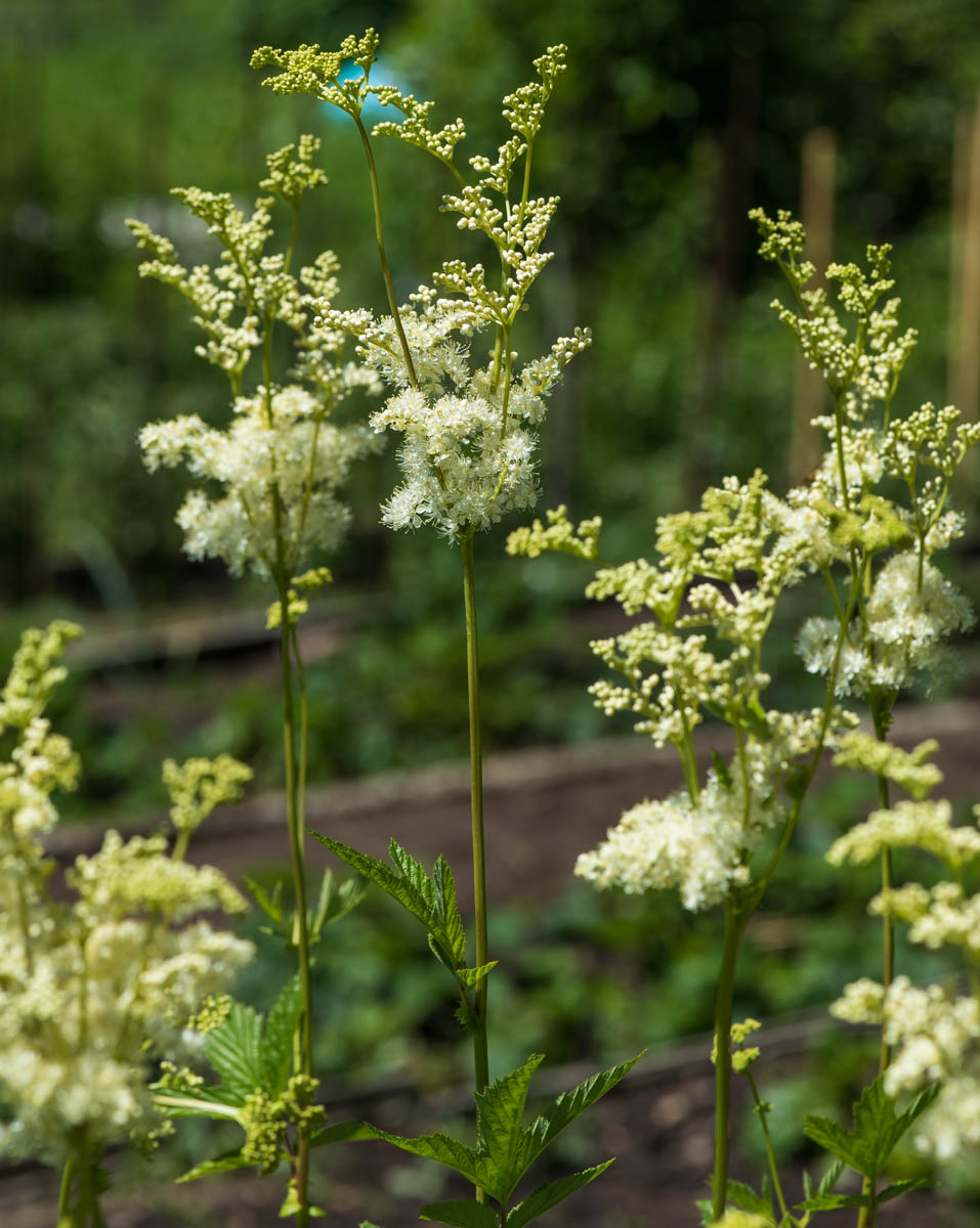 Image of Filipendula ulmaria specimen.