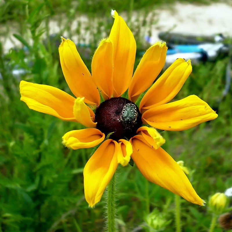 Image of Rudbeckia hirta specimen.
