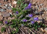 Pulsatilla regeliana