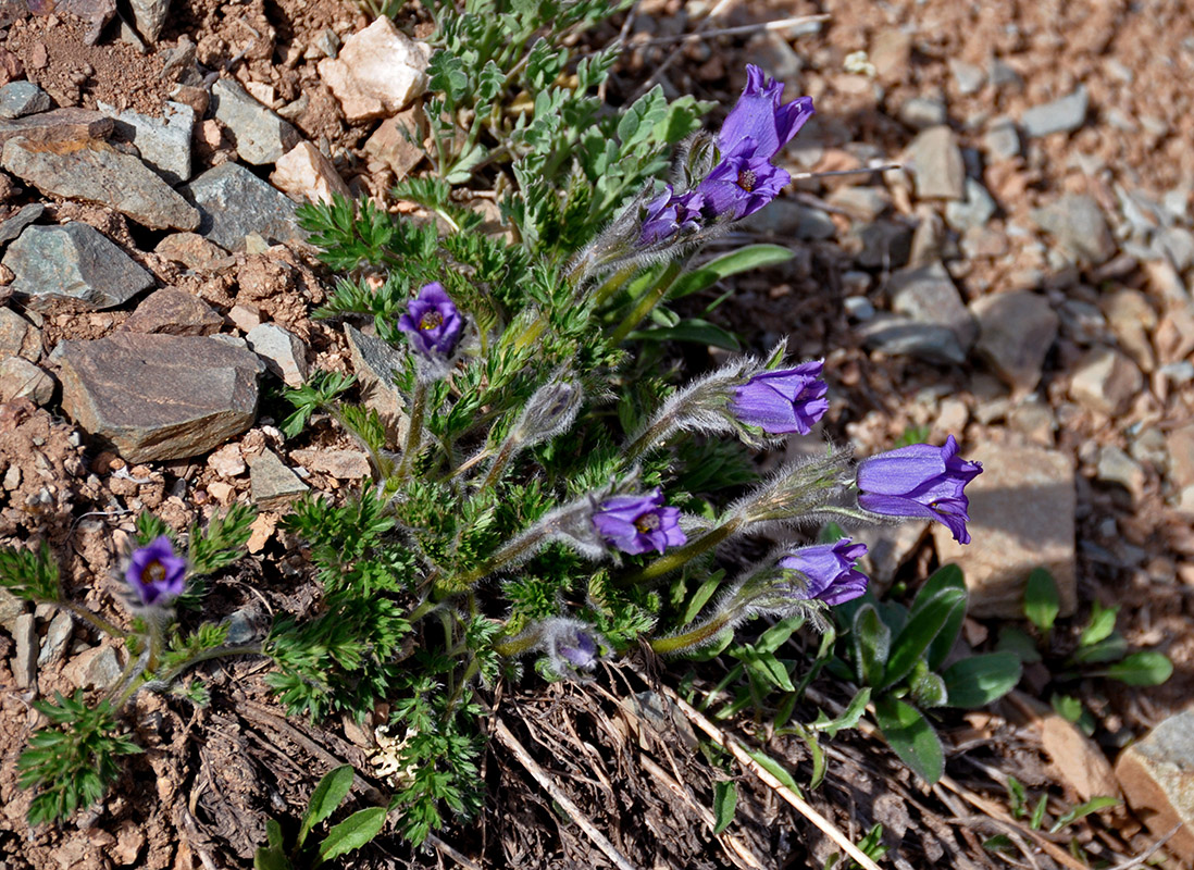 Изображение особи Pulsatilla regeliana.