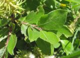 Salix pseudodepressa. Часть ветви. Кабардино-Балкария, Эльбрусский р-н, долина р. Каяртысу, ок. 2100 м н.у.м., субальпийский луг. 02.07.2019.