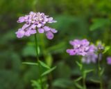 Iberis umbellata