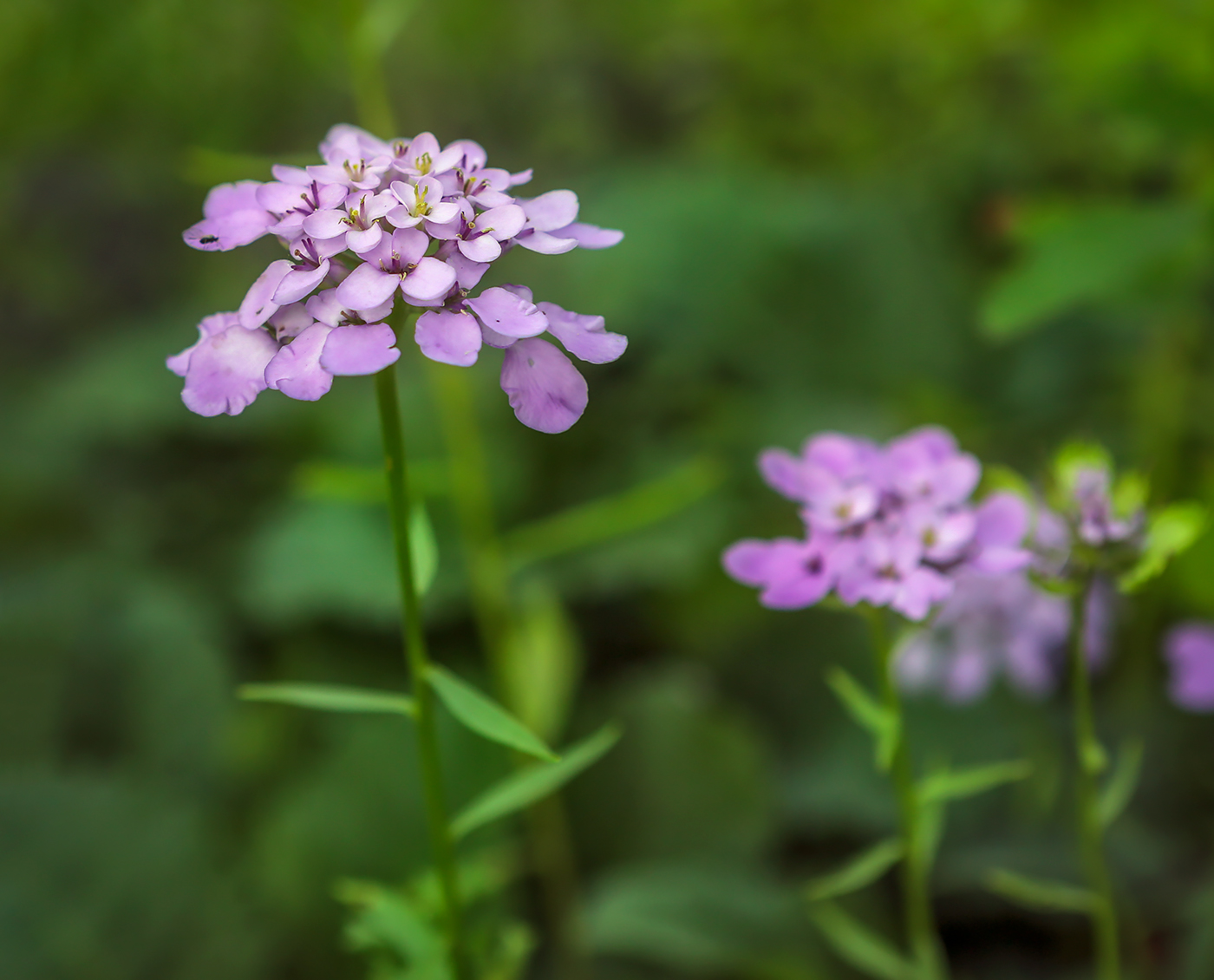Image of Iberis umbellata specimen.