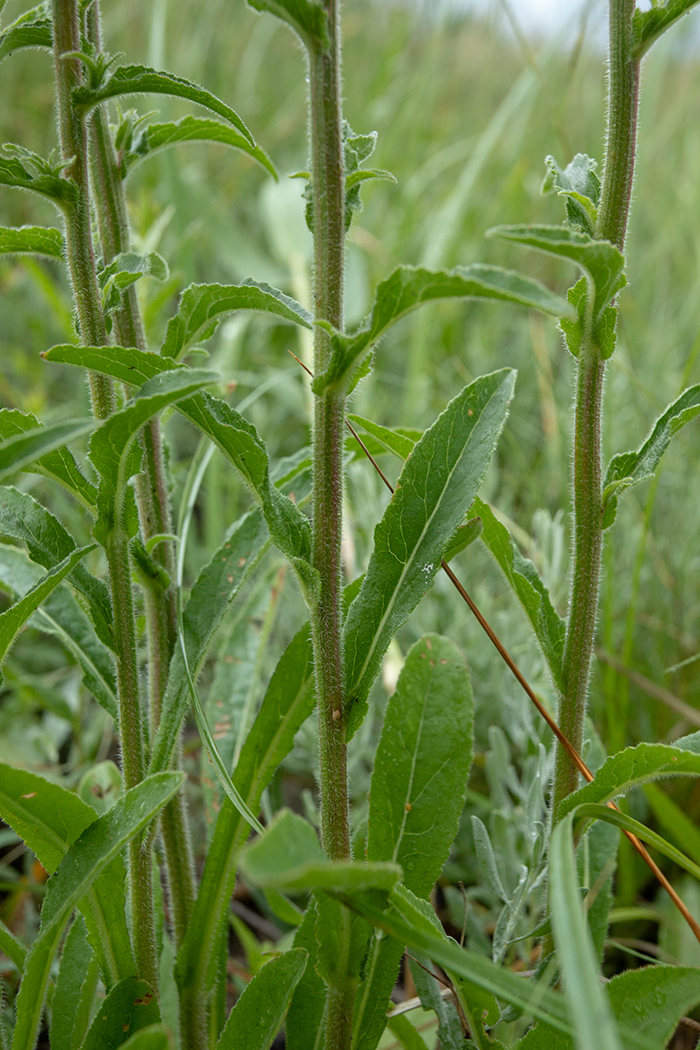 Image of Campanula praealta specimen.