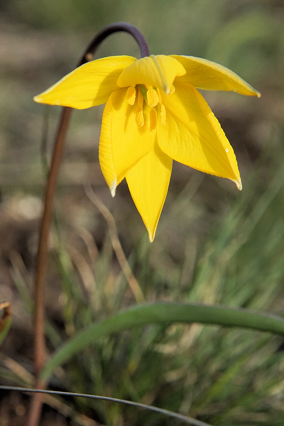 Изображение особи Tulipa biebersteiniana.