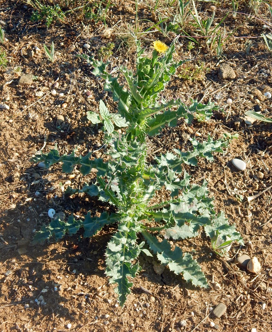 Изображение особи Sonchus asper.