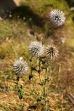 Echinops galaticus