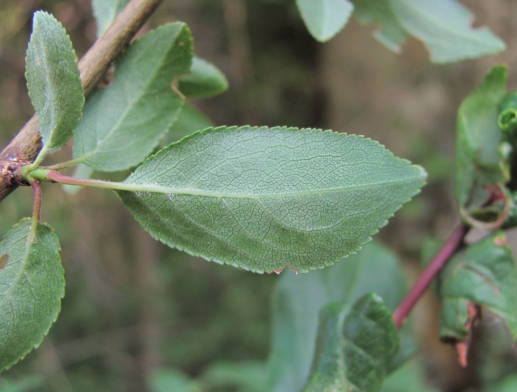 Image of Prunus cerasifera specimen.