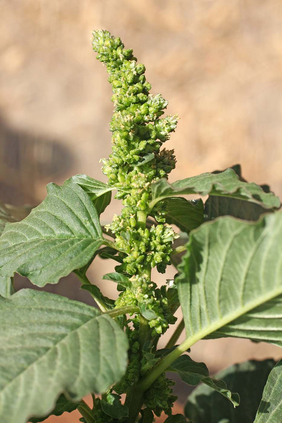 Image of Amaranthus blitum specimen.