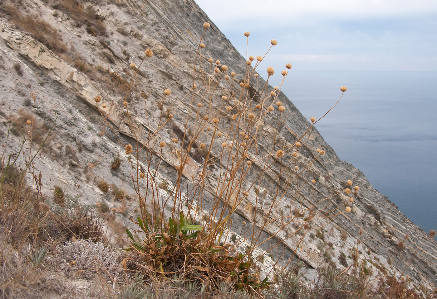 Изображение особи Cephalaria coriacea.