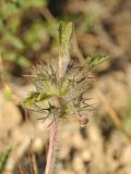 Phlomoides boraldaica