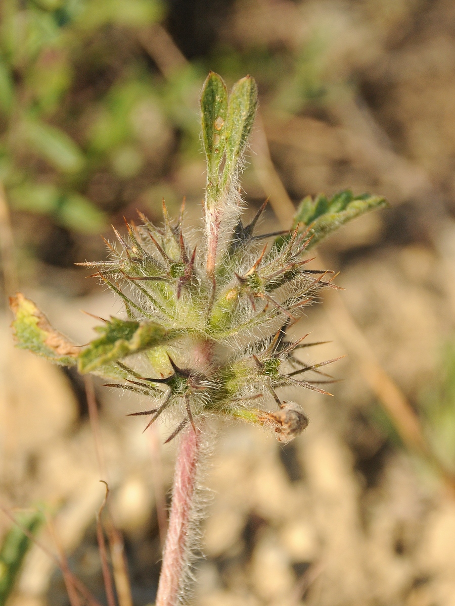 Изображение особи Phlomoides boraldaica.