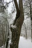 Pinus sylvestris. Раздвоенное искривлённое дерево. Беларусь, г. Гродно, лесопарк Пышки, берег реки Неман. 24.12.2018.