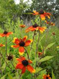Rudbeckia triloba