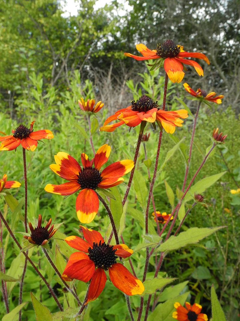 Image of Rudbeckia triloba specimen.