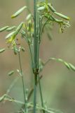 Silene chlorantha