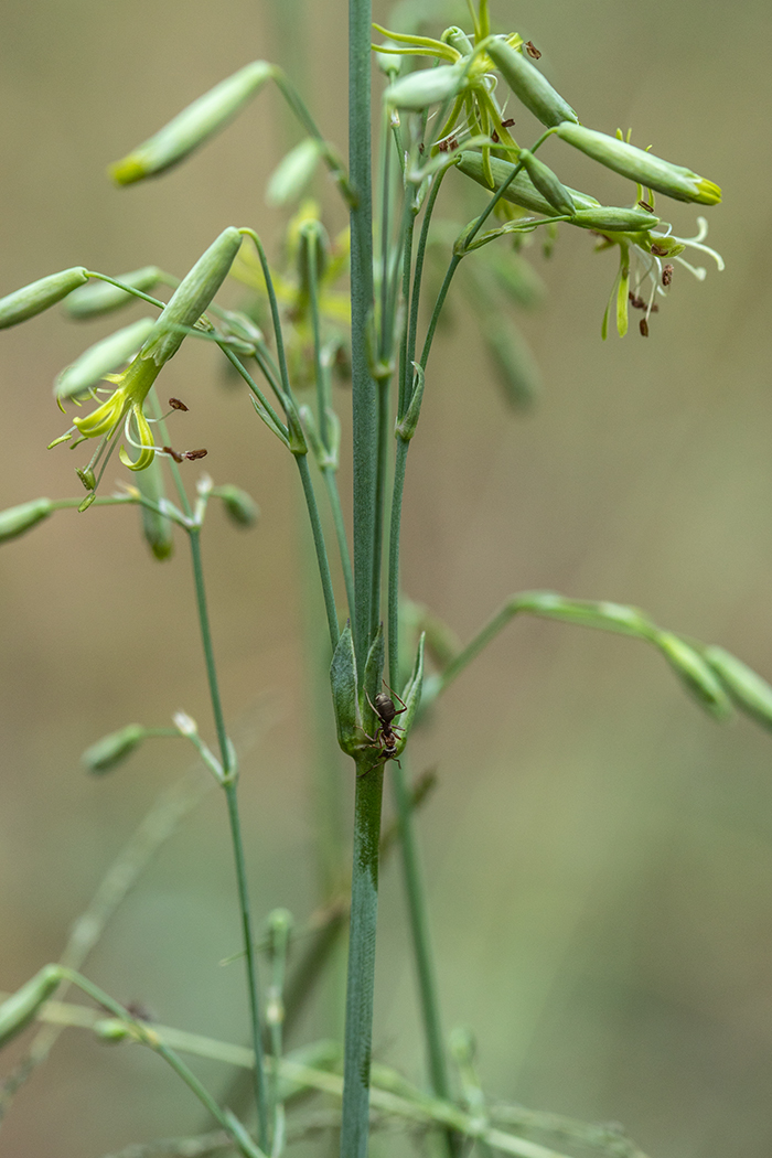 Изображение особи Silene chlorantha.