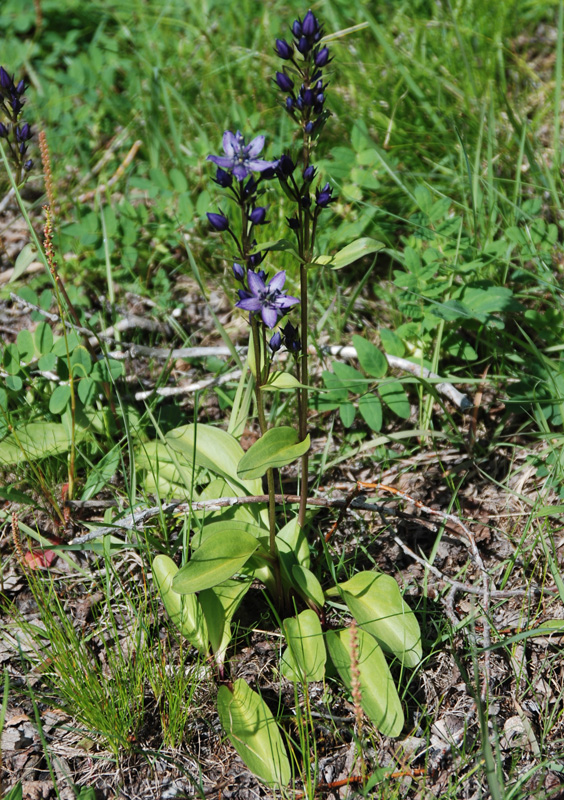 Image of Swertia obtusa specimen.