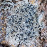 Lecidella elaeochroma. Слоевище с апотециями. Кировская обл., Кирово-Чепецкий р-н, торфяное болото, на стволе сухостойной осины. 10.05.2017.