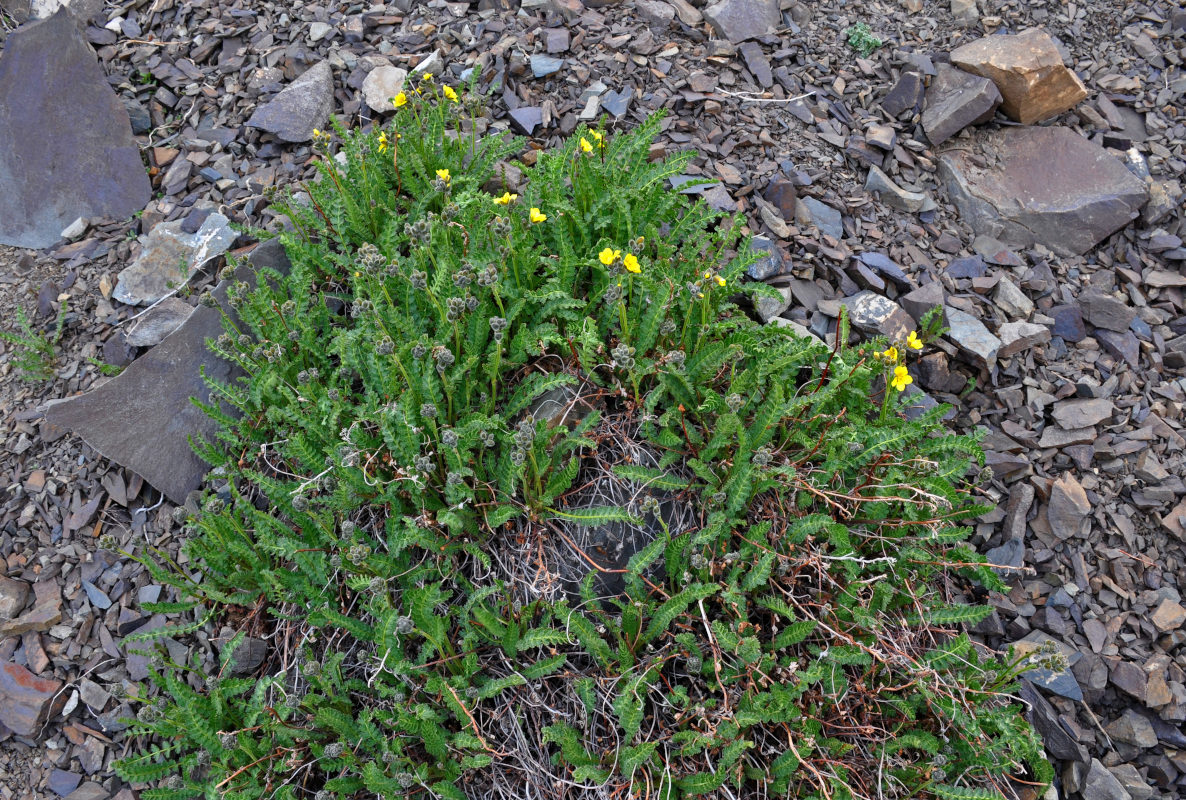 Image of Biebersteinia odora specimen.