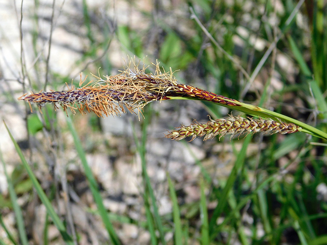 Изображение особи Carex cuspidata.