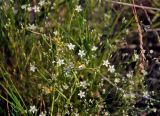 Minuartia setacea