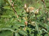 Rosa canina. Верхушка побега с бутонами. Кыргызстан, Чуйская обл., западная окр. с. Восток, около дороги. 21.05.2019.