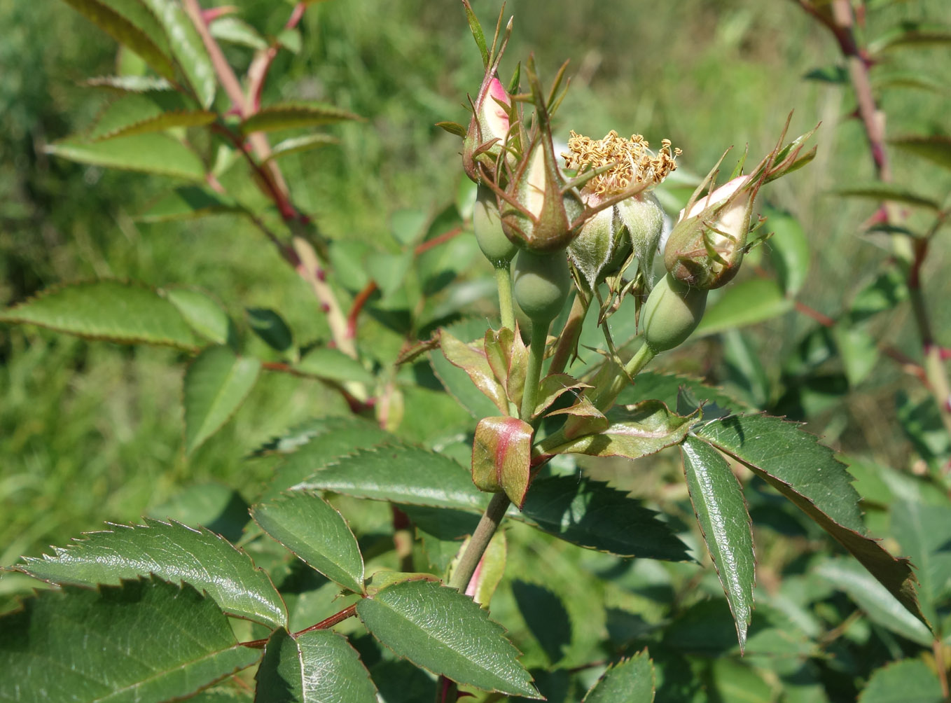 Изображение особи Rosa canina.