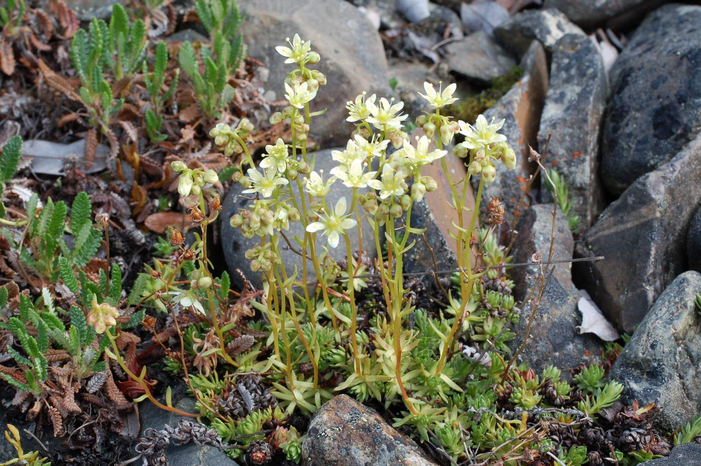 Изображение особи Saxifraga funstonii.