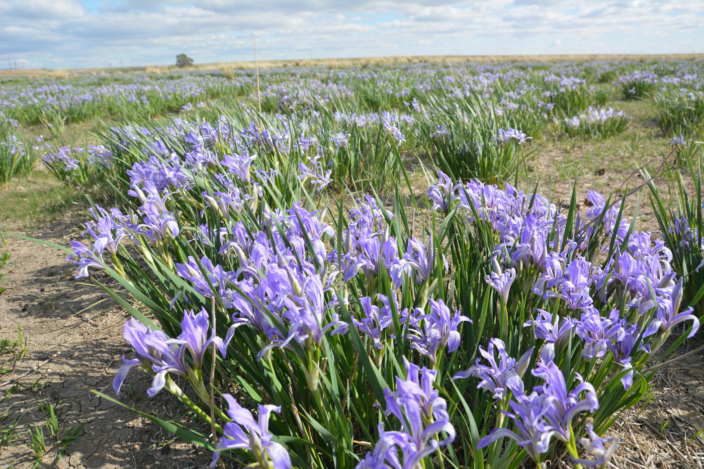 Изображение особи Iris pallasii.