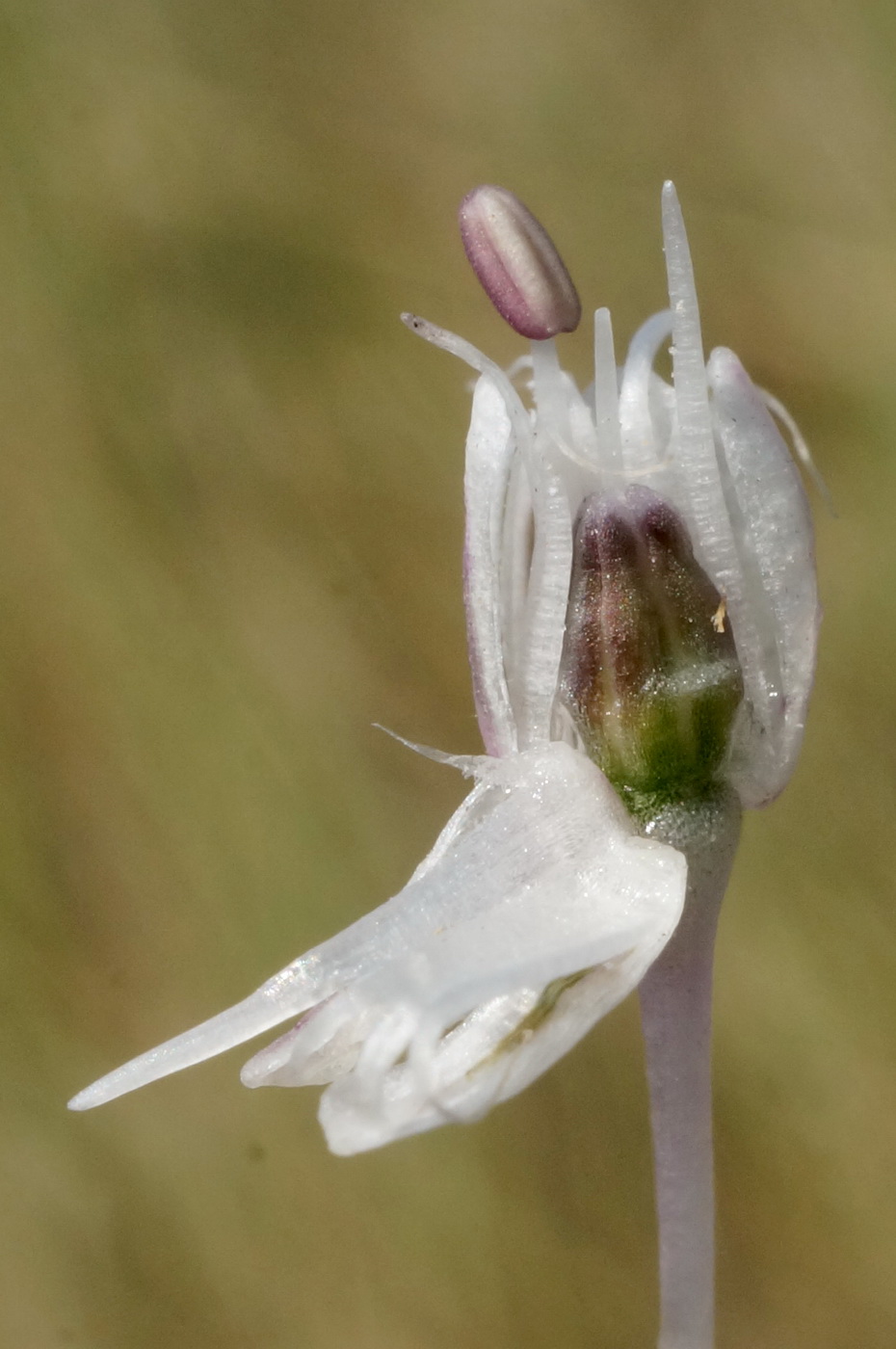 Image of Allium vineale specimen.