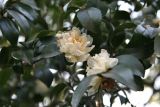 Camellia sasanqua